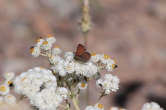 Tharsalea mariposa