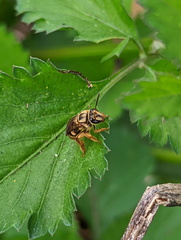 Mellitidia tomentifera
