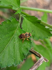 Mellitidia tomentifera