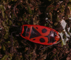 Pyrrhocoris apterus