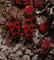 Pyrrhocoris apterus