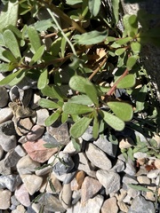 Portulaca oleracea