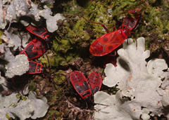 Pyrrhocoris apterus