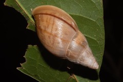 Euglandina striata