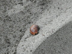 Coenobita compressus