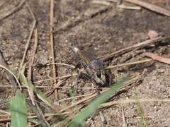 Proctacanthus milbertii
