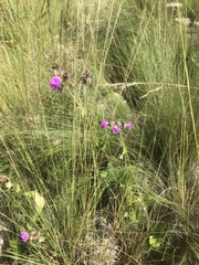 Mirabilis melanotricha