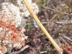 Trichobaris compacta