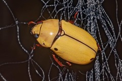 Pelidnota quadripunctata