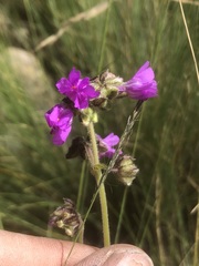 Mirabilis melanotricha