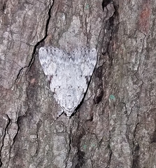 Catocala amica
