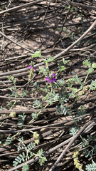 Dalea lanata