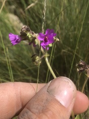 Mirabilis melanotricha