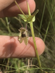 Mirabilis melanotricha