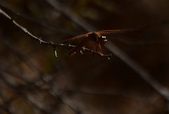Libellula