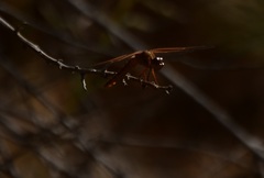 Libellula