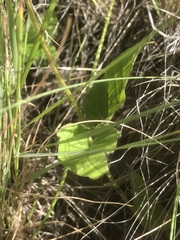 Mirabilis melanotricha