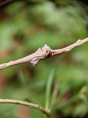 Rhopalomyia chrysothamni
