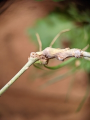 Rhopalomyia chrysothamni