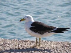 Larus atlanticus