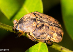 Protaetia fusca