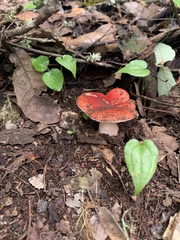 Russula