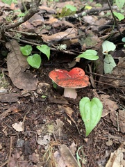 Russula