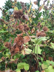 Arctium minus