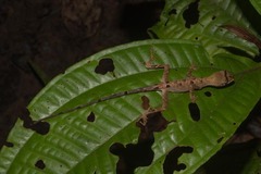 Anolis chrysolepis