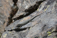 Iberolacerta aurelioi