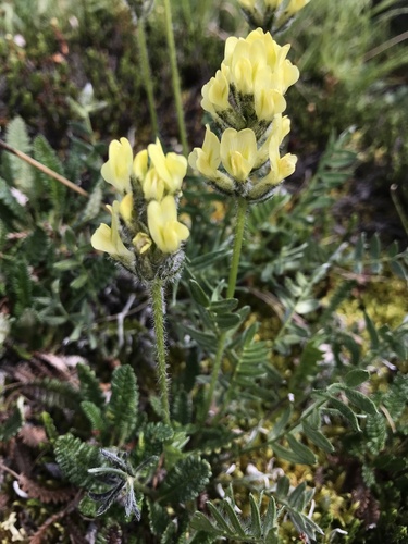 Maydell's Point-vetch