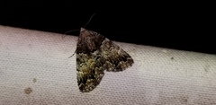Allotria