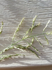 Eragrostis pilosa