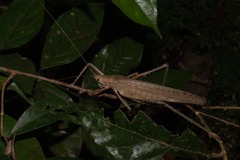Eumecopterus incisus