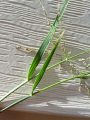 Eragrostis pilosa