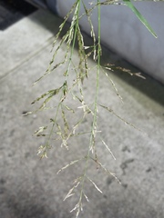 Eragrostis pilosa