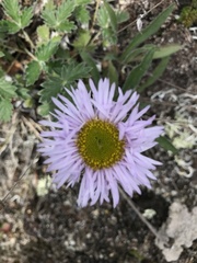 Erigeron porsildii