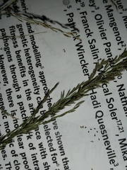 Eragrostis pilosa