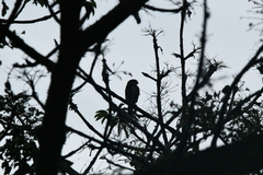 Glaucidium brasilianum