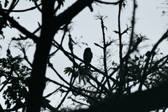 Glaucidium brasilianum