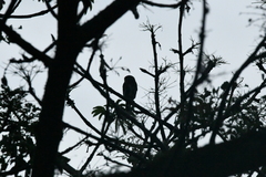 Glaucidium brasilianum