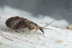 Sympherobius pygmaeus