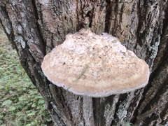 Vanderbylia robiniophila