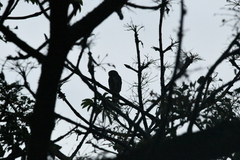 Glaucidium brasilianum