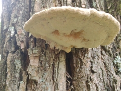 Vanderbylia robiniophila