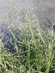 Eragrostis pilosa