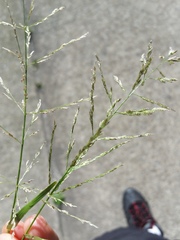 Eragrostis pilosa