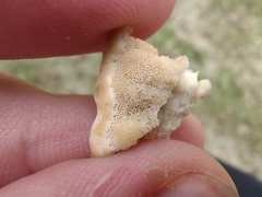 Vanderbylia robiniophila