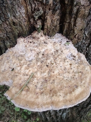 Vanderbylia robiniophila