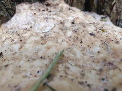 Vanderbylia robiniophila